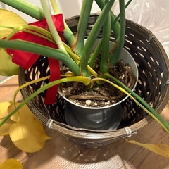 観葉植物🪴モンステラの画像