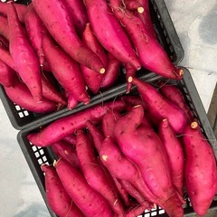 新物 【10月中旬より掘りたてを‼️　紅はるか　04の画像
