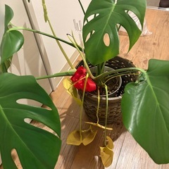 観葉植物🪴モンステラの画像