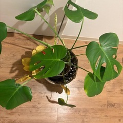 観葉植物🪴モンステラの画像