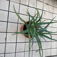 68-キダチアロエの画像