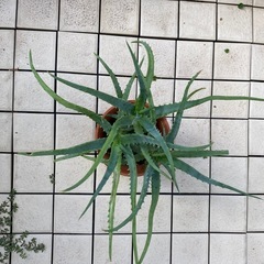 68-キダチアロエの画像