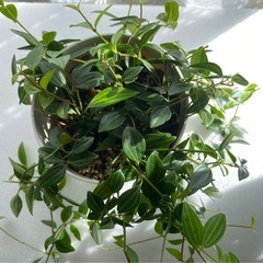 商談中【観葉植物】ぺぺロミア　アングラータの画像