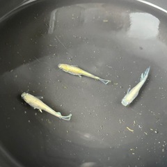 メダカ エメヘイキ ３匹の画像