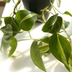 【観葉植物】フィロデンドロン　ブラジル　カーニバルの画像