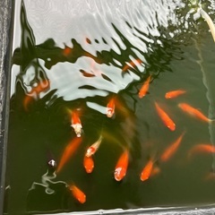 金魚コメット　当歳魚の画像