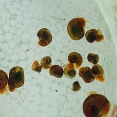 ラムズあげます！の画像