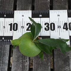 コウモリラン　ビカクシダ　多肉植物　観葉植物　引き取り限定の画像