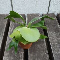 コウモリラン　ビカクシダ　多肉植物　観葉植物　引き取り限定の画像