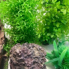 水槽飾りまとめて🐠🐠　美品の画像