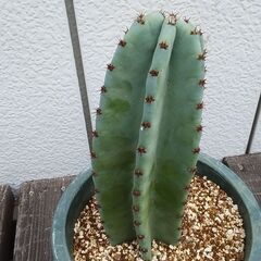 柱サボテン　多肉植物　観葉植物　引き取り限定の画像