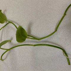 【観葉植物】マングーカズラ　　トレビー　アルギレウスの３点セットの画像