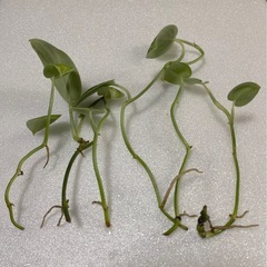 【観葉植物】マングーカズラ　　トレビー　アルギレウスの３点セットの画像