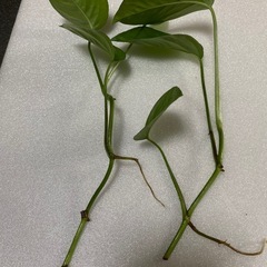 【観葉植物】マングーカズラ　　トレビー　アルギレウスの３点セットの画像
