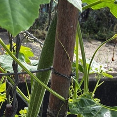 ベトナムやさいやさいの画像
