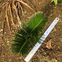 蘇轍　ソテツ　子株の画像