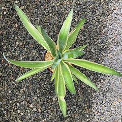 ⑦アガベベネズエラ　斑入り　バリエガータの画像