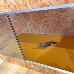 爬虫類ケージの画像