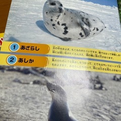 しゃしんどうぶつ絵本　の画像