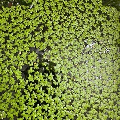 【受け渡し決定】水草・浮草の画像