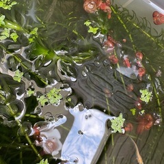 【受け渡し決定】水草・浮草の画像