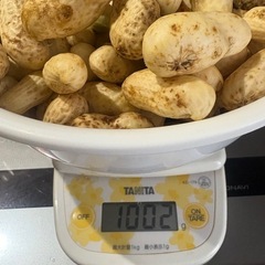 10／4収穫落花生の画像