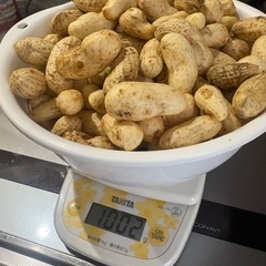 10／4収穫落花生の画像