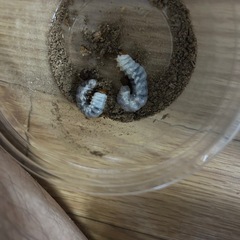 ギラファノコギリクワガタ幼虫
の画像