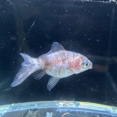 ショートテール オランダ ST 稚魚 薩摩系 金魚 残りわずか
  の画像