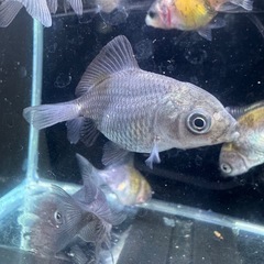 ショートテール オランダ ST 稚魚 薩摩系 金魚 残りわずか
  の画像