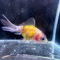 ショートテール オランダ ST 稚魚 薩摩系 金魚 残りわずか
  の画像