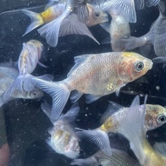 ショートテール オランダ ST 稚魚 薩摩系 金魚 残りわずか
  の画像