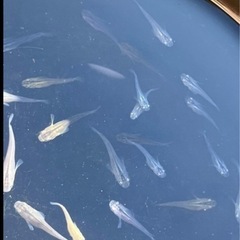 ミックスメダカ　10匹の画像
