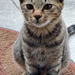 野良猫が産んだ子猫です。