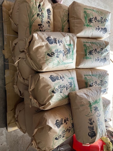 令和7年収穫　新米コシヒカリ　30kg