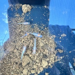 レッドクリフ紅白タイプ（現物） 5匹　オス2匹メス3匹
の画像