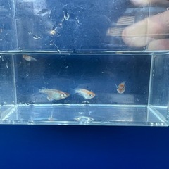 レッドクリフ紅白タイプ（現物） 5匹　オス2匹メス3匹
の画像