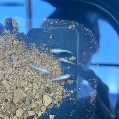 レッドクリフ紅白タイプ（現物） 5匹　オス2匹メス3匹
の画像
