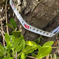 お取り引き中でず。樹齢100年以上！直径70センチ、クロチ、琉球黒檀　 枝をカット済みの黒木の画像