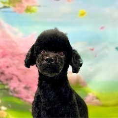 トイプードル　９歳　オス