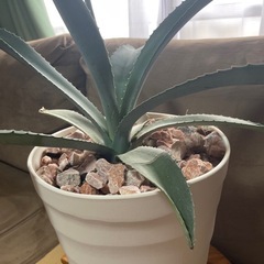 観葉植物   アガベ  の画像