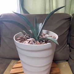 観葉植物   アガベ  の画像