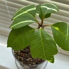 【受け渡し決定しました】プルメリア　挿木　2個　鉢植え　鉢の画像
