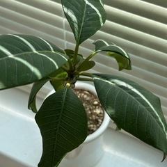 【受け渡し決定しました】プルメリア　挿木　2個　鉢植え　鉢の画像