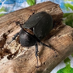 ミンダナオアトラス　観賞用ペアーの画像