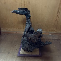 柳の木の根の画像