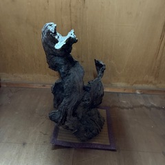 柳の木の根の画像