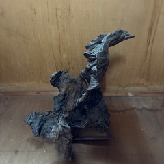 柳の木の根の画像