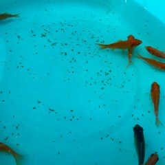 金魚1匹10円
の画像