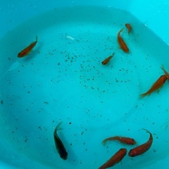 金魚1匹10円
の画像